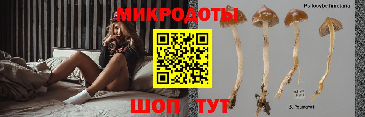 Псилоцибиновые грибы Psilocybe Алейск